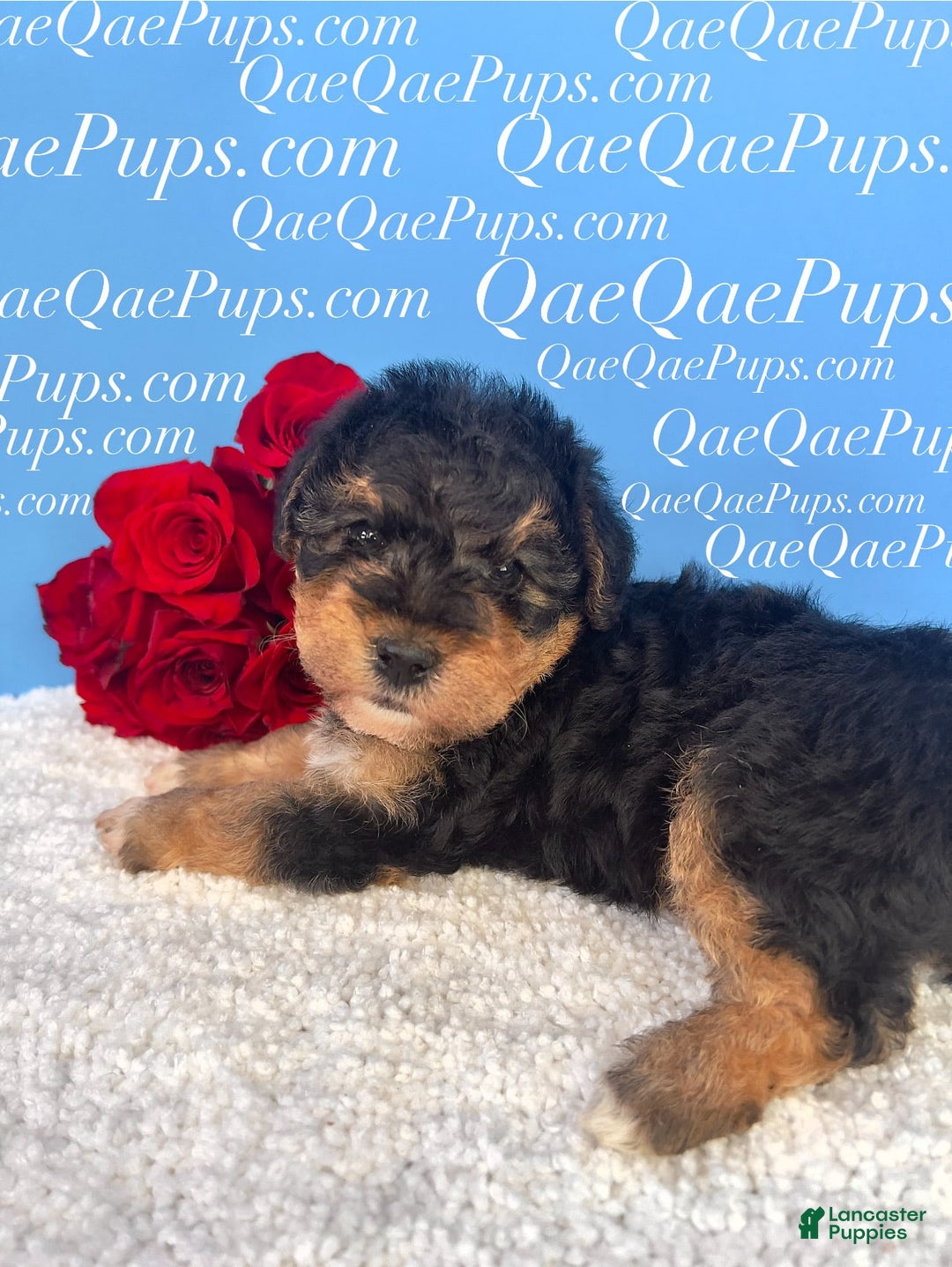 Standard Poodle dogs for sale: Yorkie-poo Pups - Image 4