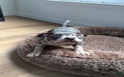 American Bully dogs for sale: Ryder - Image 2