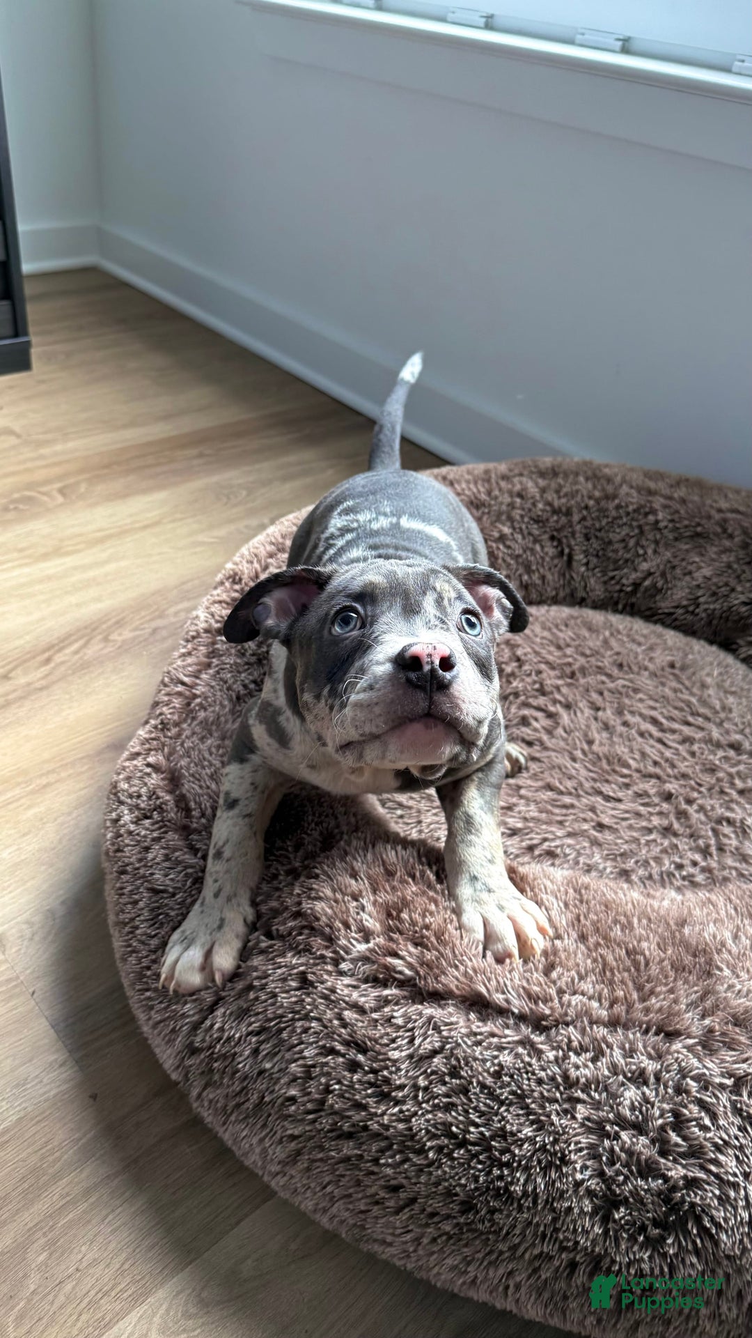 American Bully dogs for sale: Ryder - Image 2