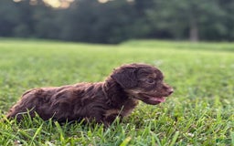 Aussiedoodle dogs for sale: Atlas - Image 7