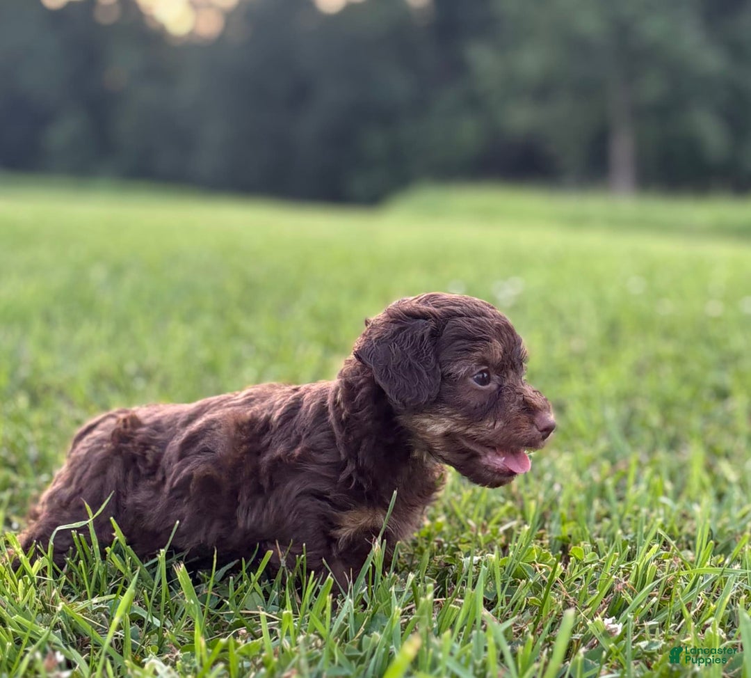 Aussiedoodle dogs for sale: Atlas - Image 7