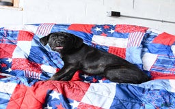 Cane Corso dogs for sale: Meadow - Image 2