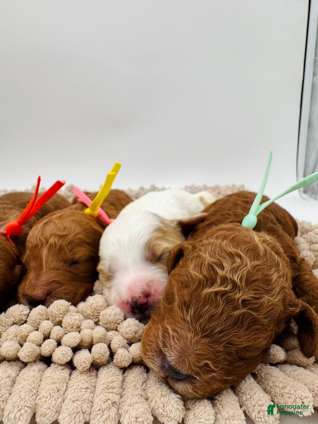 Mini Goldendoodle dogs for sale: Petite Elsa - Image 1