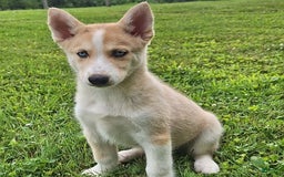 Gerberian Shepsky dogs for sale: Sparky - Image 4