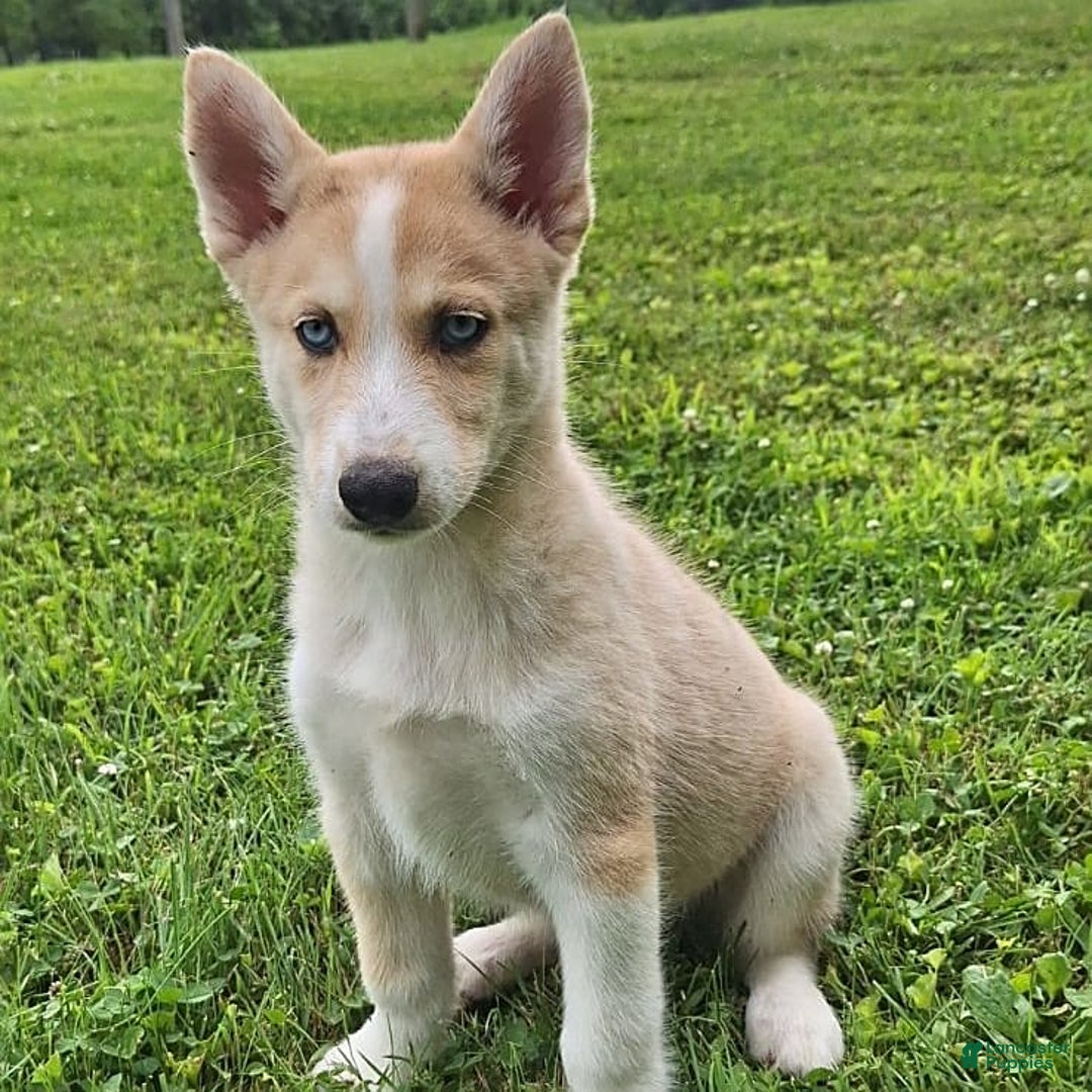 Gerberian Shepsky dogs for sale: Sparky - Image 4