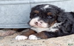Mini Bernedoodle dogs for sale: Rambo - Image 19
