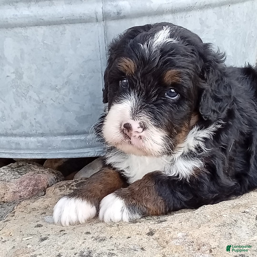 Mini Bernedoodle dogs for sale: Rambo - Image 19
