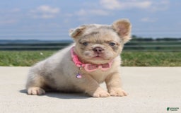 French Bulldog dogs for sale: Mia - Image 7