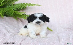 Miniature Poodle dogs for sale: Harper - Image 1