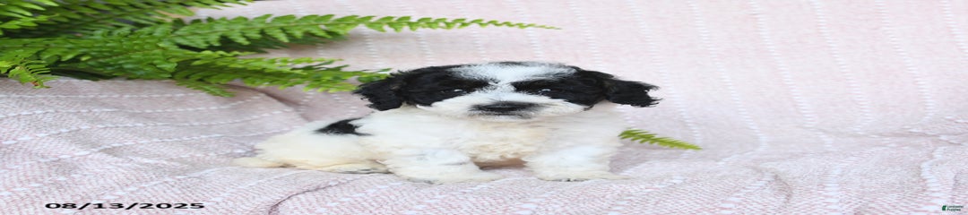 Harper