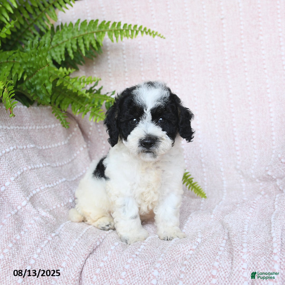 Miniature Poodle dogs for sale: Harper - Image 1