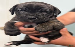 Cane Corso dogs for sale: Soni - Image 4