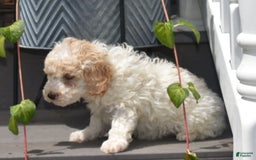 Toy Poodle dogs for sale: Edgar - Image 4