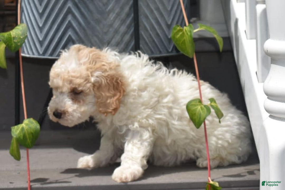 Toy Poodle dogs for sale: Edgar - Image 4