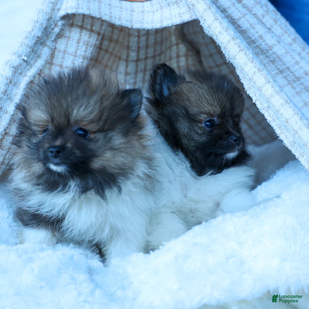 Pomeranian dogs for sale: Bobby - Image 8