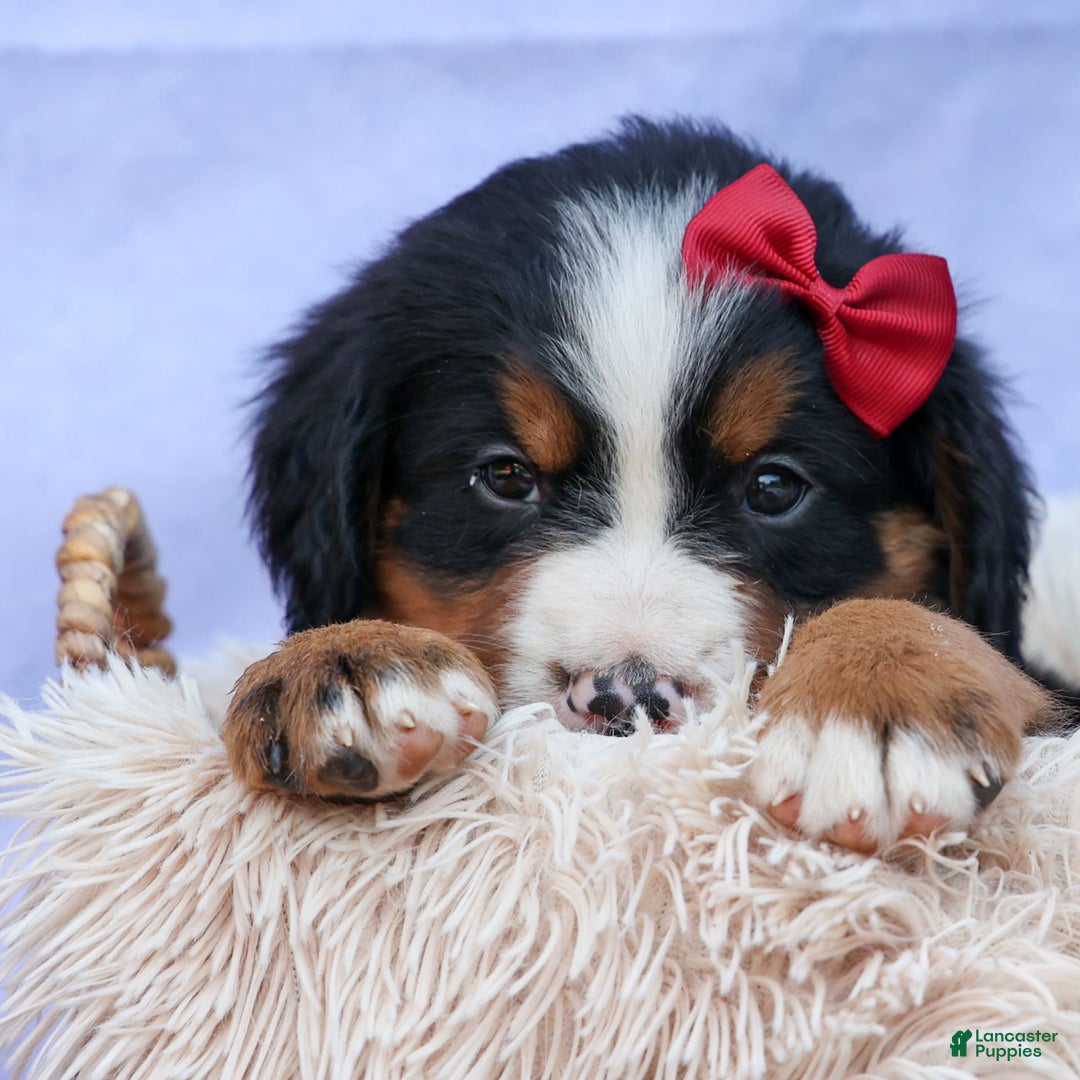 Bernese Mountain Dog dogs for sale: Simon - Image 22