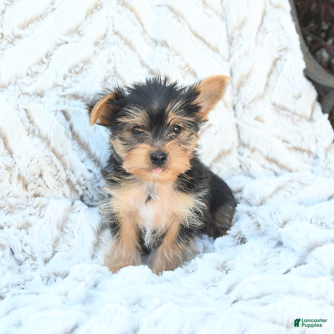 Morkie dogs for sale: Dustin - Image 2