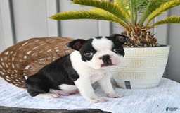 Boston Terrier dogs for sale: Checkers - Image 1