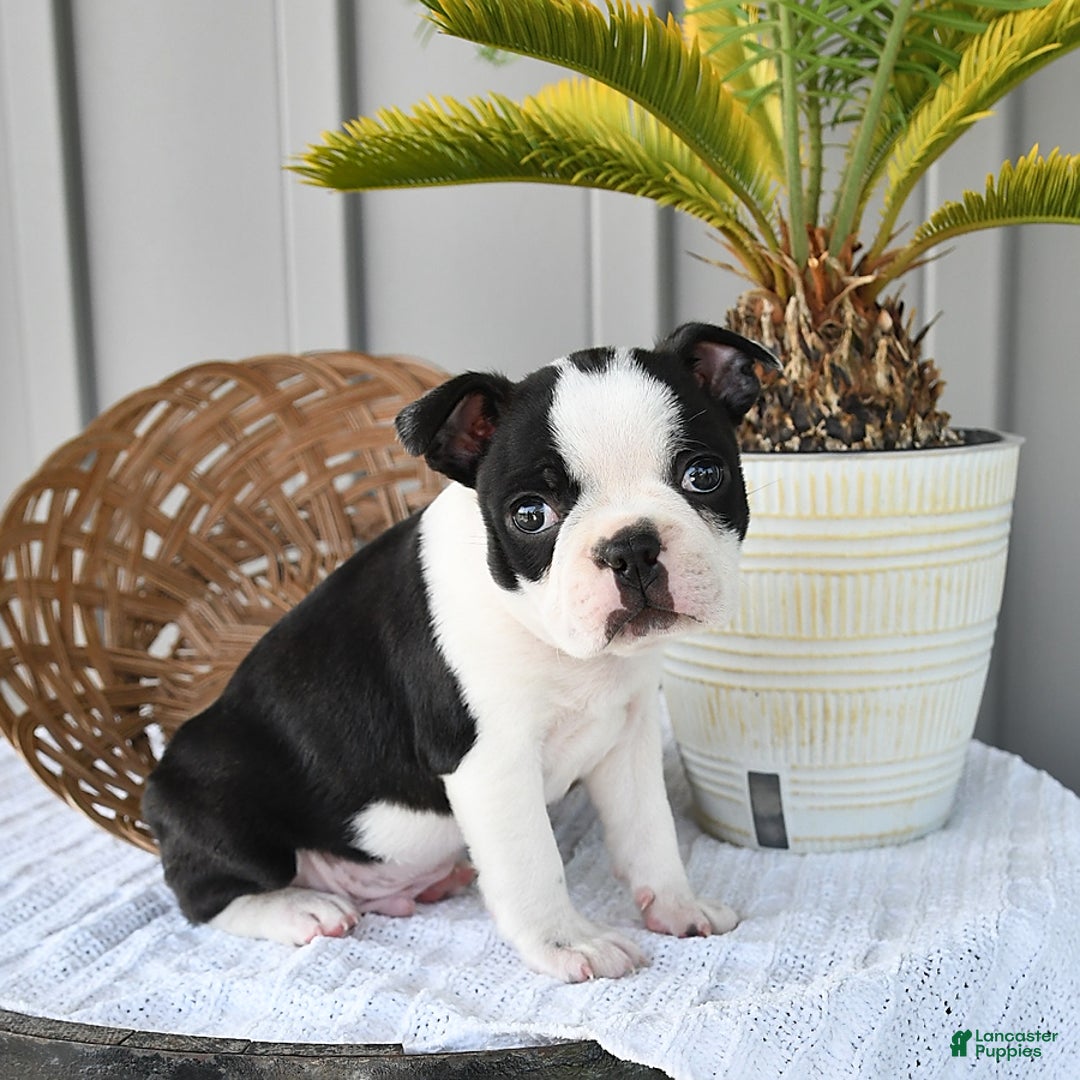 Boston Terrier dogs for sale: Checkers - Image 1