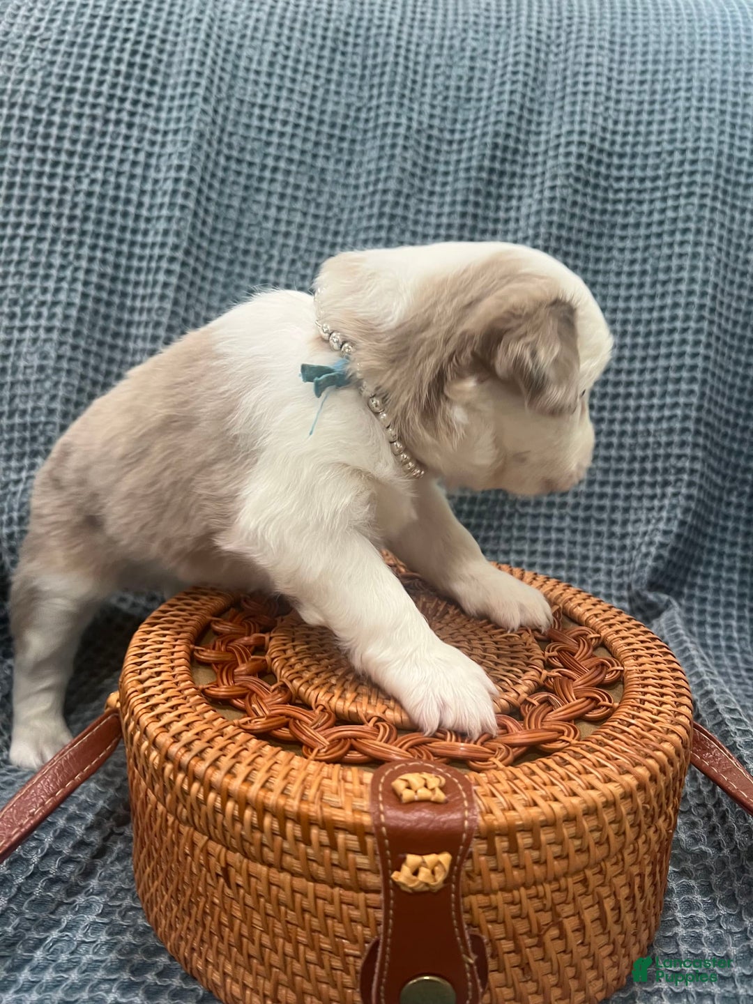 Miniature Australian Shepherd dogs for sale: Maggie - Image 1