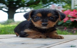 Yorkshire Terrier dogs for sale: Leo - Image 3