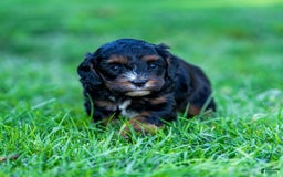 Cavapoo dogs for sale: Ollie - Image 3