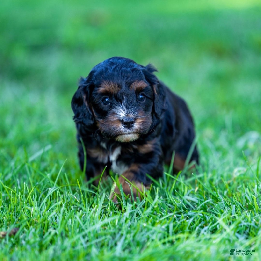 Cavapoo dogs for sale: Ollie - Image 3