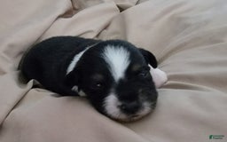 Australian Shepherd dogs for sale: Black And White - Image 3