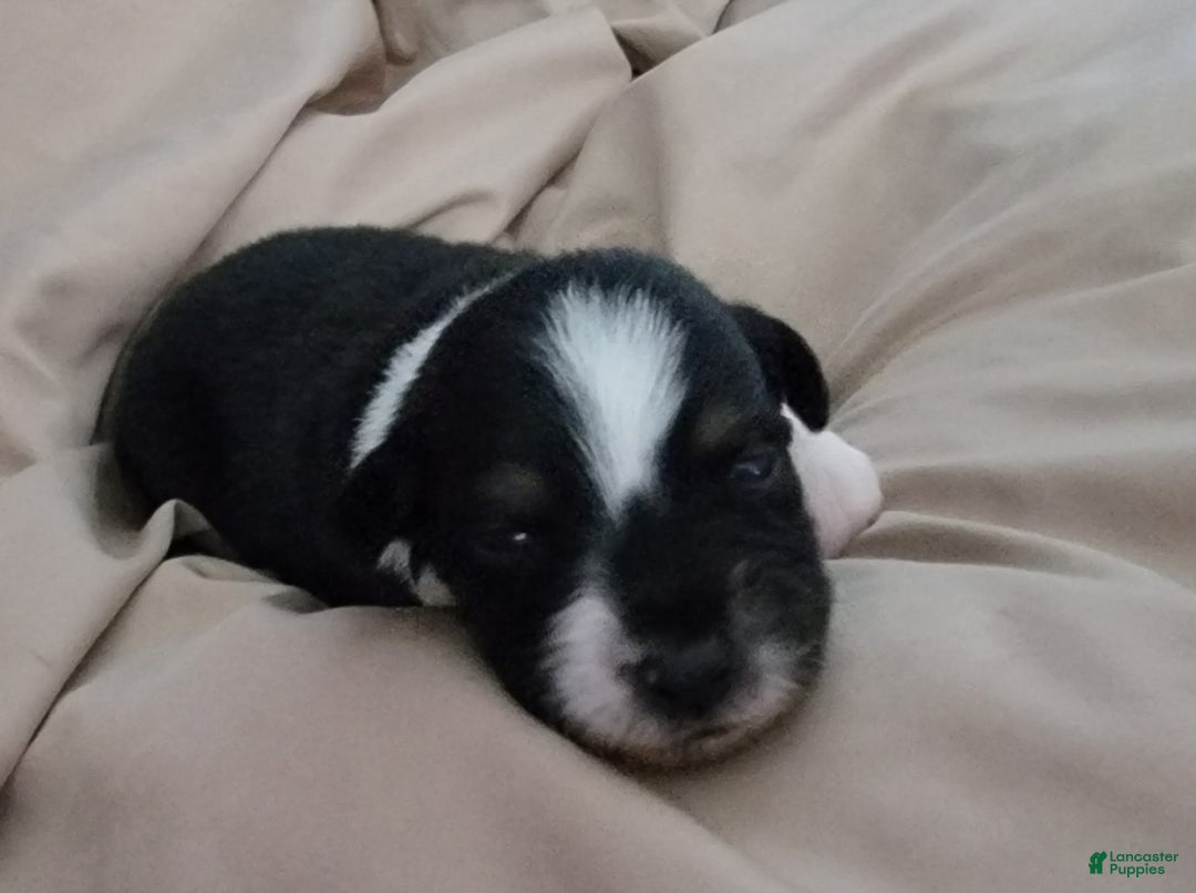 Australian Shepherd dogs for sale: Black And White - Image 3