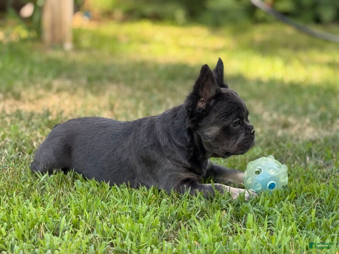 French Bulldog dogs for sale: Monica - Image 3