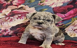 English Bulldog dogs for sale: Silver Filly - Image 1
