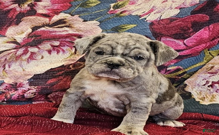 English Bulldog dogs for sale - Ad 1