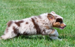 Australian Shepherd dogs for sale: Australian Shepherd 7 puppies - Image 15