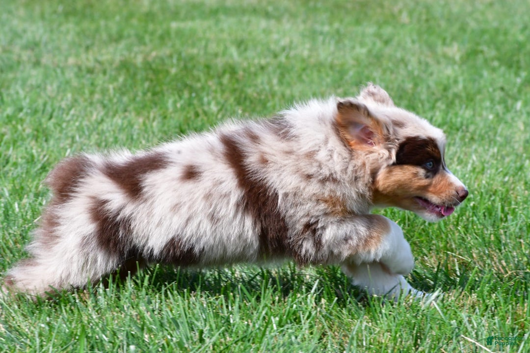Australian Shepherd dogs for sale: Australian Shepherd 7 puppies - Image 15