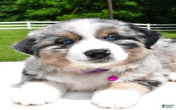 Miniature Australian Shepherd dogs for sale: Jewel - Image 5