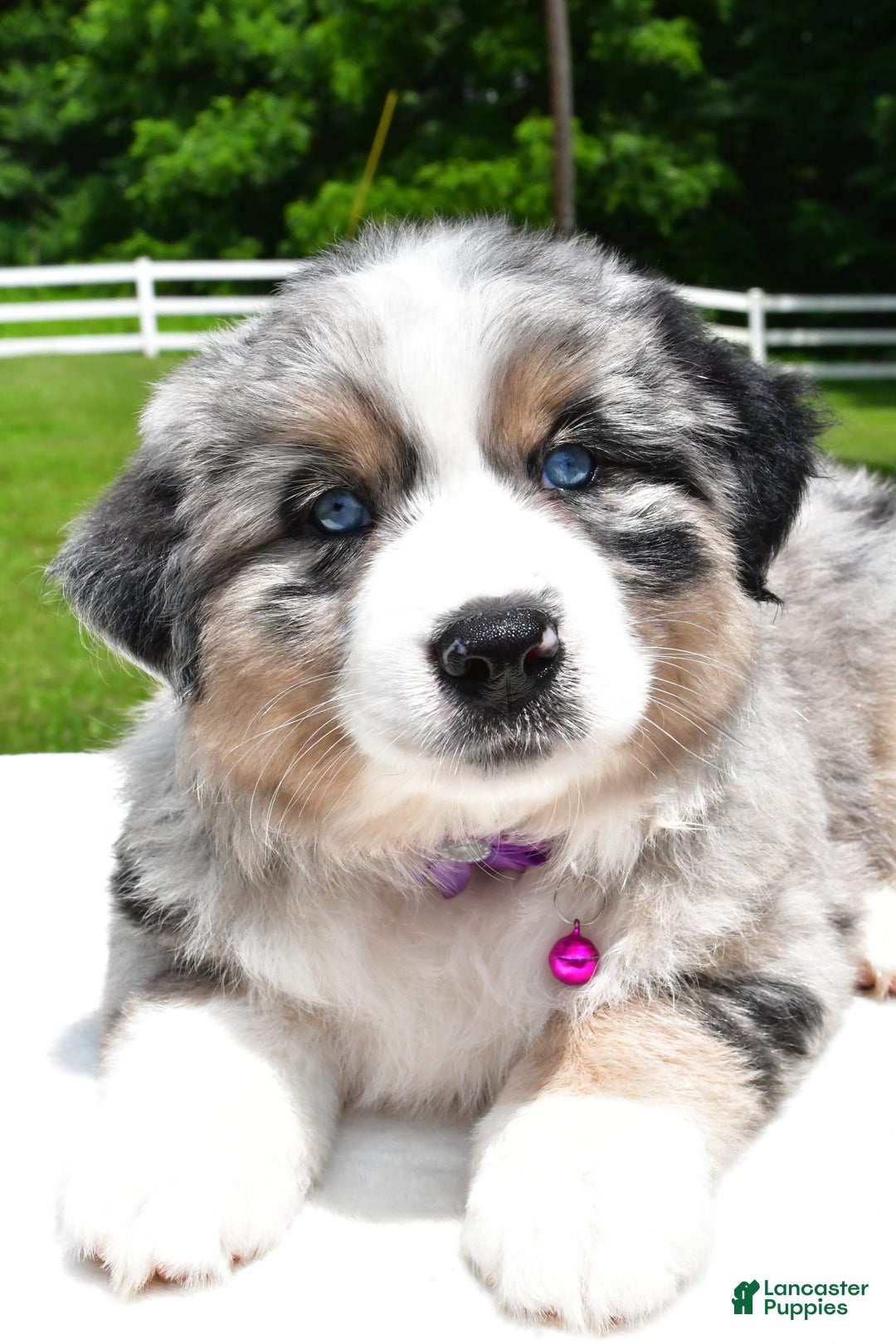 Miniature Australian Shepherd dogs for sale: Jewel - Image 5