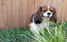 Cavalier King Charles Spaniel dogs for sale: Bluey - Image 6