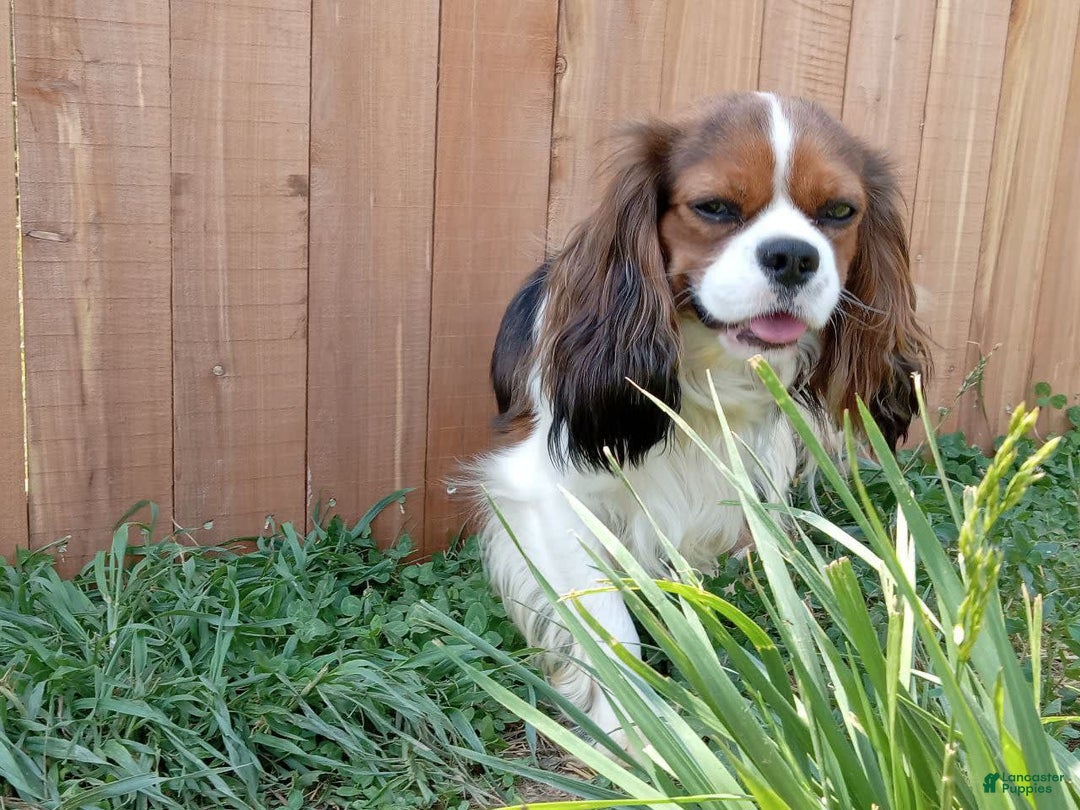 Cavalier King Charles Spaniel dogs for sale: Bluey - Image 6