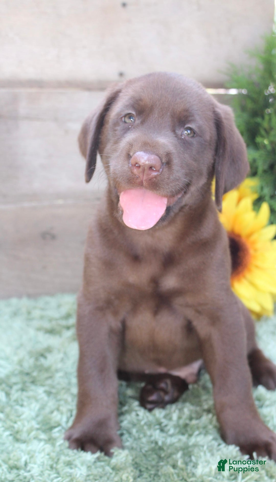 Labrador Retriever dogs for sale: Remington - Image 4