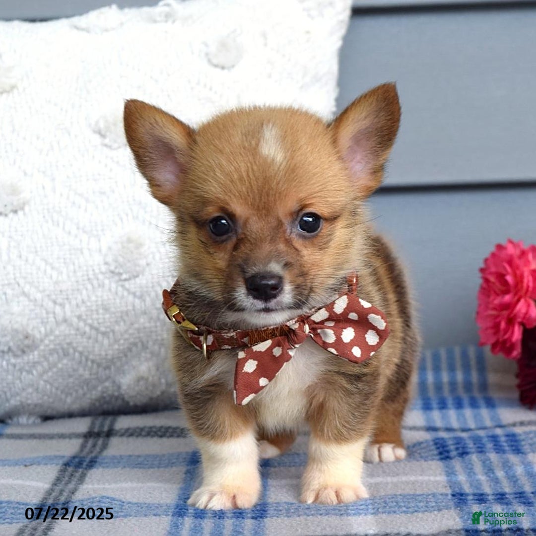 Welsh Corgi Pembroke dogs for sale: Zander - Image 2