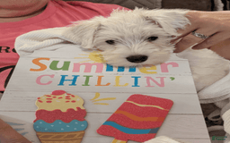 Miniature Schnauzer dogs for sale: Cotton Wiggles - Image 6