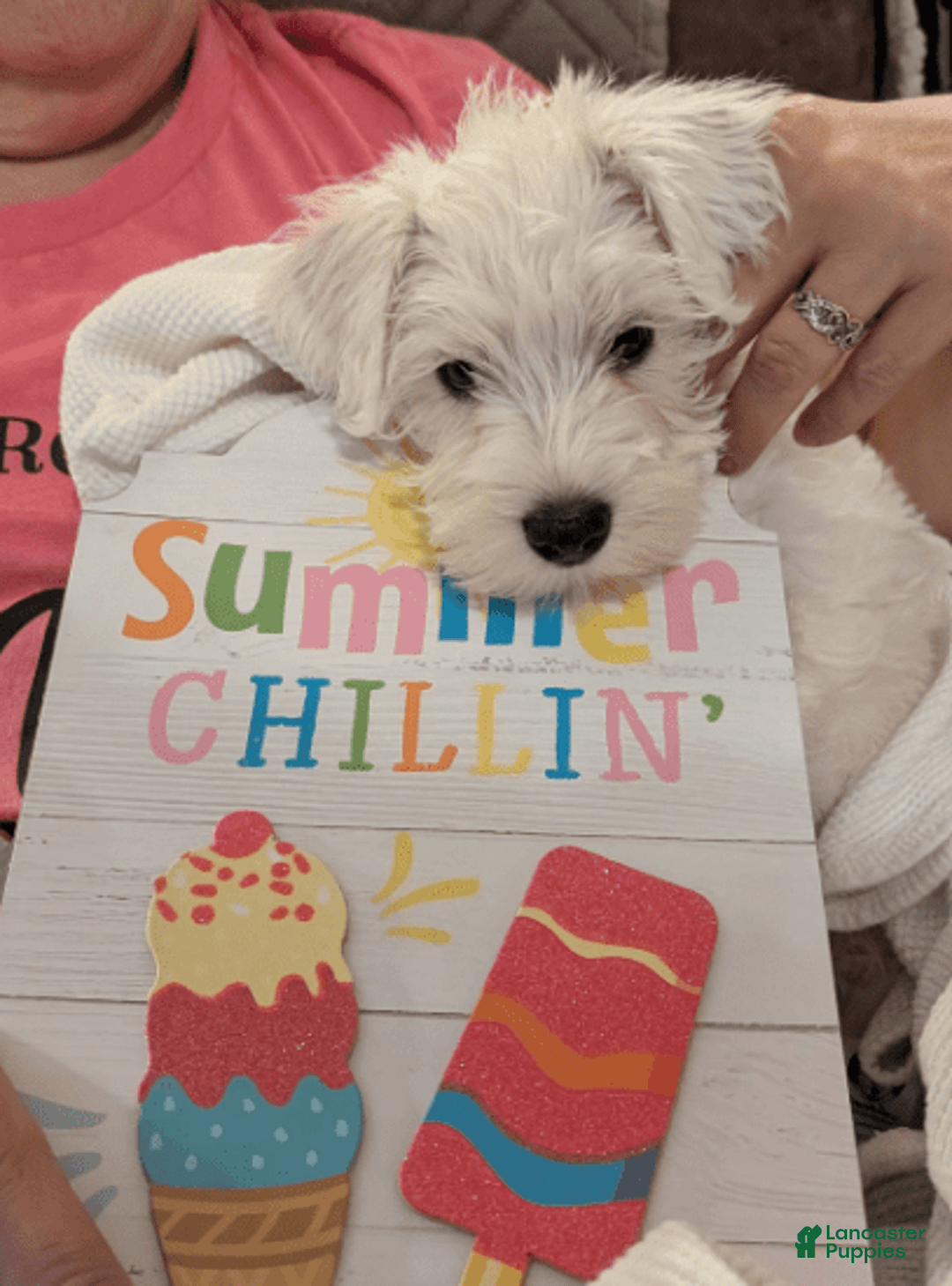 Miniature Schnauzer dogs for sale: Cotton Wiggles - Image 6