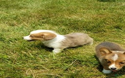 Welsh Corgi Pembroke dogs for sale: Molly - Image 4