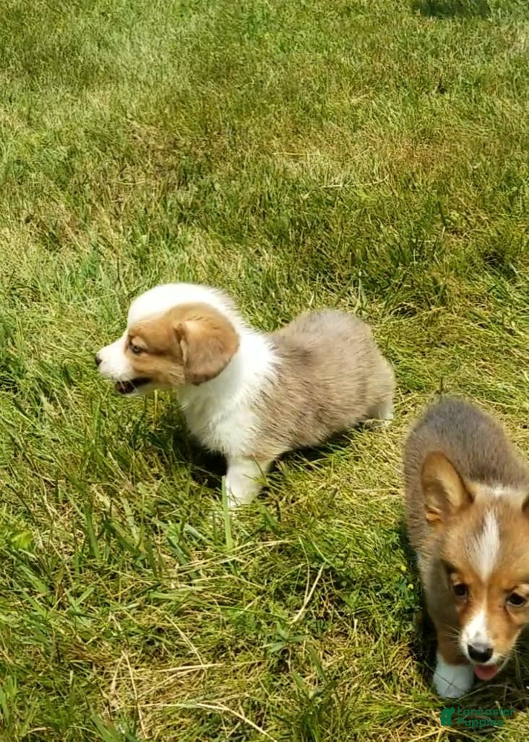 Welsh Corgi Pembroke dogs for sale: Molly - Image 4