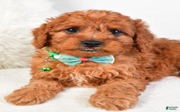 Cavapoo dogs for sale: Gabrielle - Image 2