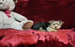 Yorkshire Terrier dogs for sale: BONBON - Image 7