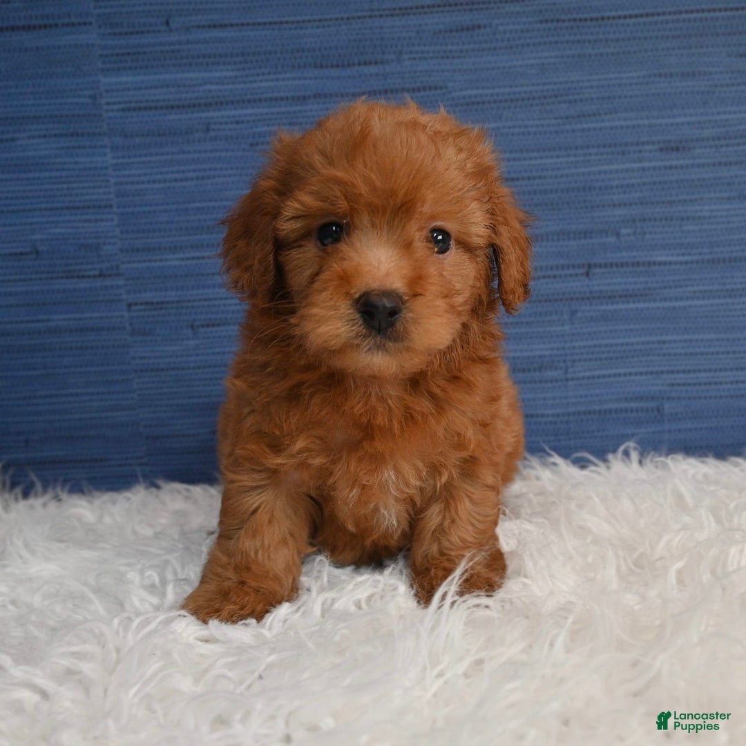 Cavapoo dogs for sale: Dakota - Image 13