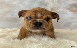 English Bulldog dogs for sale: Ben - Image 6