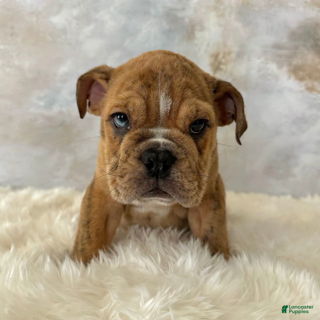English Bulldog dogs for sale: Ben - Image 6