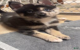 Pomsky dogs for sale: Gizmo - Image 1